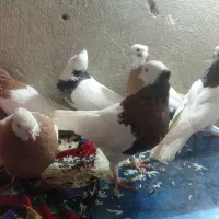 کبوتر|پرنده|دوگنبدان, |دیوار