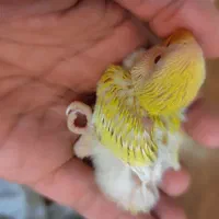 جوجه کوتوله برزیلی بیست روز ه آماده دستی کردن