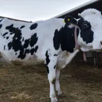 گاو تلیسه|حیوانات مزرعه|قوچان, |دیوار