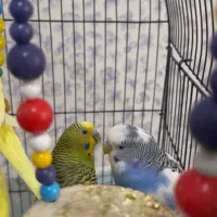 مرغ عشق مولد