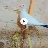 این جوجه ما امروز بای خورده