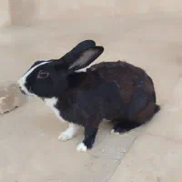 خرگوش نر
