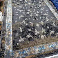 فرش|فرش|سیلوانه, |دیوار