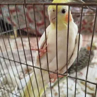 عروس هلندی ماده تخم گذار