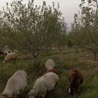 26 عدد گوسفند|حیوانات مزرعه|تبریز, |دیوار