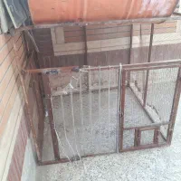 تور بزرگ برای پرنده|لوازم جانبی حیوانات|نیک شهر, |دیوار