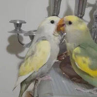 طوطی برزیلی خوشرنگ|پرنده|تهران, باشگاه نفت|دیوار