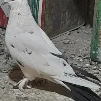 سفید دم سیاه