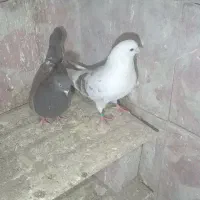 یک جفت طوقی|پرنده|اردبیل, |دیوار