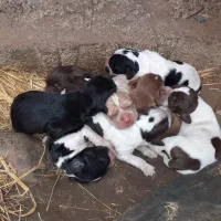 فروش توله سیتر