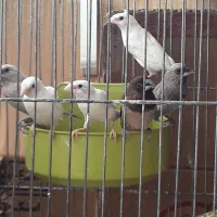 فنچ بنگالی فقط نر