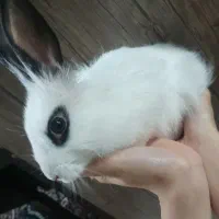 خرگوش