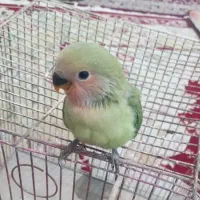 طوطی برزیلی