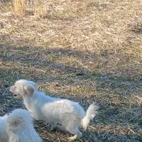 فروشی یک عدد حیوان خانگی|سگ|یامچی, |دیوار