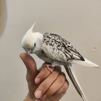 عروس هلندی ماده