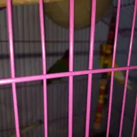 طوطی کوتوله|پرنده|بندرعباس, |دیوار