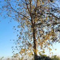 فروش درخت صنوبر|عمده‌فروشی|آستانه اشرفیه, |دیوار