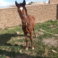اسب‌ترکمن‌سن۲۲ماه‌مادیان