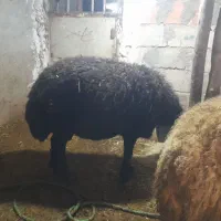 قوچ موفر...|حیوانات مزرعه|مریوان, |دیوار