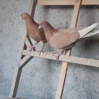 کبوتر زرد پرشی