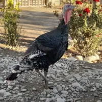 یک جفت بوقلمون|حیوانات مزرعه|گنبد کاووس, |دیوار