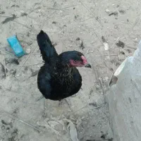 مرغ و خروس