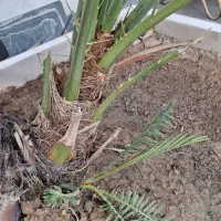 نخل برحی|گل و گیاه طبیعی|رامشیر, |دیوار