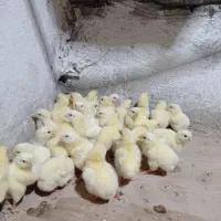 جوجه گوشتی راس ۳۰۸ از مرغ خروس سنگین وزن۷روزه