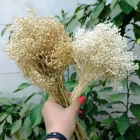 گل خشک|گل و گیاه طبیعی|تهران, شکیبا|دیوار