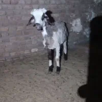 بره