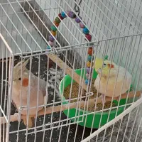 عروس هلندی معاوضه با عروس هلندی یا کوتوله دستی