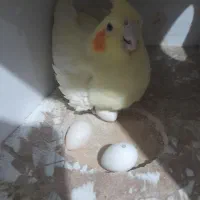 حراج عروس هلندی|پرنده|ری, عباسآباد|دیوار