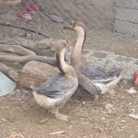 قوغاز|حیوانات مزرعه|زهک, |دیوار