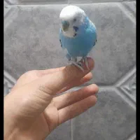 یک جفت مرغ عشق به همراه طوطی برزیل