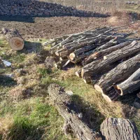 خریدار انواع درخت .و چوب