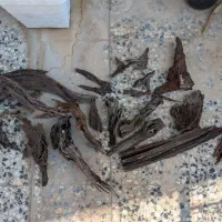 کنده آفریقایی وارداتی چوب آبنوس آکواریوم