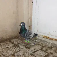 طاووسی نر فریمان