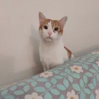 گربه مهربان و آرام