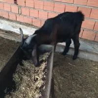 بز ماده و بزقاله نر|حیوانات مزرعه|سیمین شهر, |دیوار