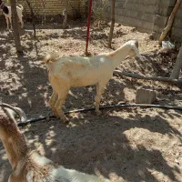 بز دورگ|حیوانات مزرعه|حمیدیا, |دیوار