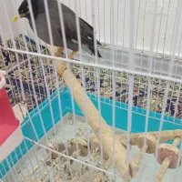 مرغ مینامعاوضه باقناری مست یاانگشتر