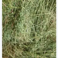 علف ویونجه خشک