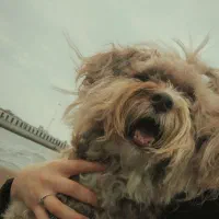 پودل تریر|سگ|تهران, الهیه|دیوار