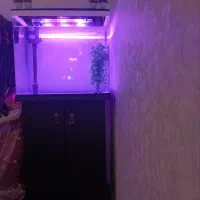 شرکتی|ماهی|همدان, |دیوار