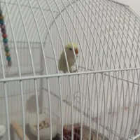 کوتوله ۴رنگ|پرنده|مشهد, اروند|دیوار