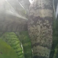 سلام عزیزم گل هافروشی هستن|گل و گیاه طبیعی|رحیم‌آباد, |دیوار