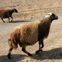 قوچ نژادمهربانی پلنگی|حیوانات مزرعه|خزل, |دیوار