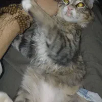 گربه نر ۴ ماهه|گربه|زنجان, |دیوار