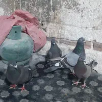 دوجفت کبوتر انگلیسی پرشی