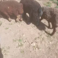 بره شیری برا کشت